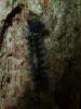 Lymantria monacha